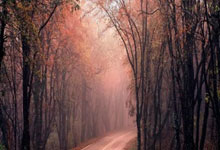 [乒乓球]亚洲杯小组赛第3轮：林诗栋VS阿尔哈德拉维.